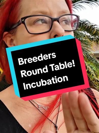 Breeders Round Table: Incubation Tips for Ball Pythons