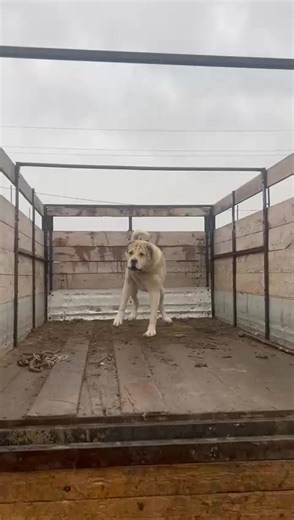 mamedov (@mamedov48700)’s videos with KANUN - Stamina Beats