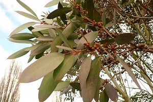 Eucalyptus pauciflora - Alchetron, The Free Social Encyclopedia
