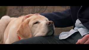 18K views · 352 reactions | Great little film about a dog and its owner | Crime World | Facebook