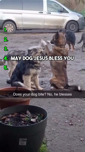 The Ultimate Top 5 Sweet Doggos Ranking 🏆🐶
