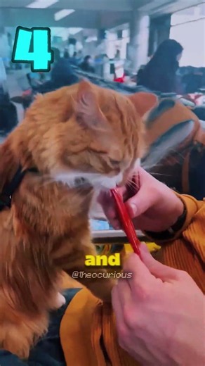5 tips to travel peacefully with your cat!😱