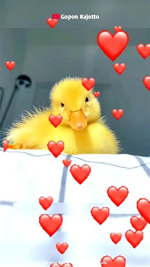 The Duck Was Heartbroken When Her Egg Broke” 💔🥚#shortsviral