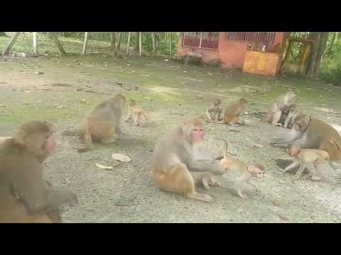 Best Pet Monkey for Beginners - Caring for a Primate | Monkey Masters