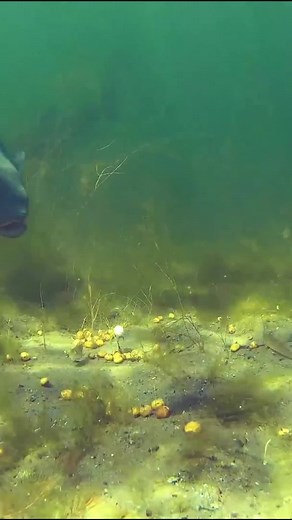 Exciting Underwater Carp Runs Fishing Video