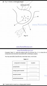 (a) Fig. 1.1 shows a cholinergic synapse labelled with A, B, C ... | Filo