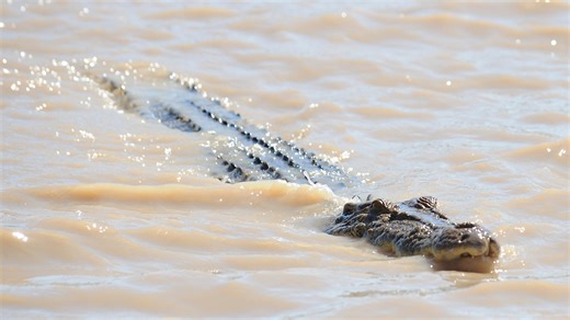A teenager is in hospital after an alleged crocodile attack in Far North Queensland. | Sky News Australia