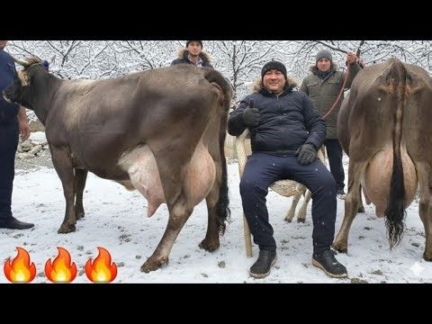 😡 Foyda Muxim Emas Obunachilar Maza qilsa Bas 😱