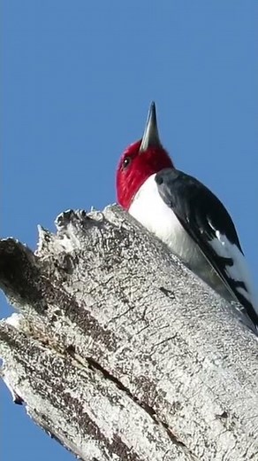 Red-headed Woodpecker calls