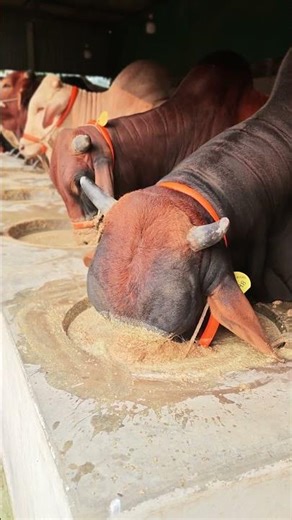 Biggest bull feeding time ⌚ 😁