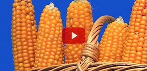 Öşür Nedir? Zekat İle Aynı mıdır?