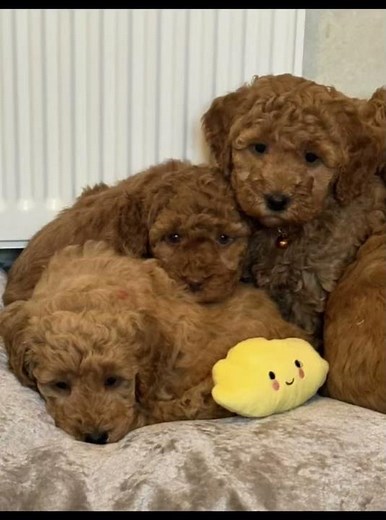 Cockapoo Pups for sale in Northern Ireland