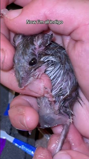 Bot flies almost took him out, but he ended up pulling through 🥺