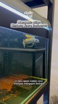 Mangapin channa Limbata Migo Si Limbata Juara Bosbosqu | #channalimbata #channa #bosbosqu