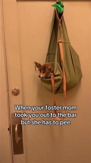 Pluto is a certified city girl 💅 @MuddyPawsRescue #fosterdog #puppy #rescuedog