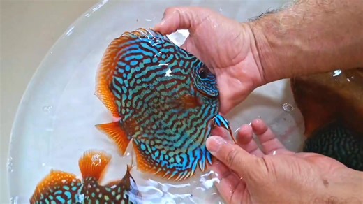 🐟 The DiscusX Experience A quick look at our adult Discus during a routine size check. Calm behavior, solid body shape, and consistent condition — exactly what the DiscusX system is designed to deliver. Built on strict biosecurity, correct conditioning, and long-term stability. 🐠 DiscusX — Science-Backed Solutions for Truly Healthy Discus | DiscusX