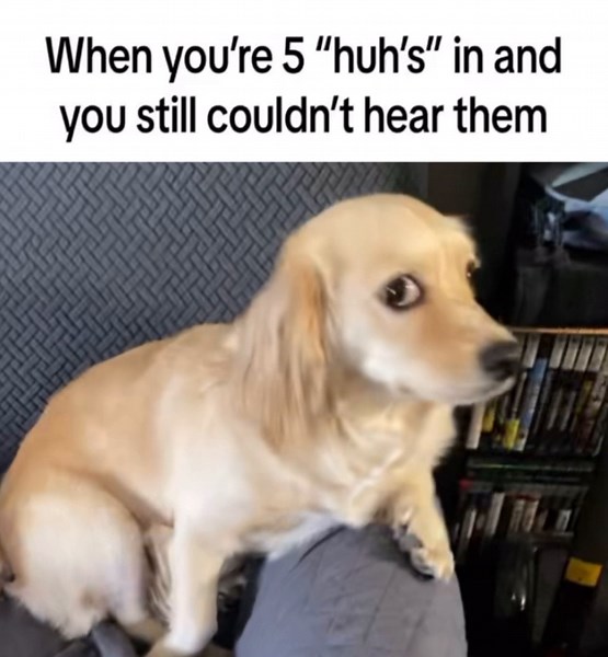 I'm Cooked: Real and Relatable Dog Video on TikTok