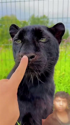 #pitbull #americanbully #pitbulldog #facts #dogbreed #latest #new #dog #viral #knowledge #saysi#dogg