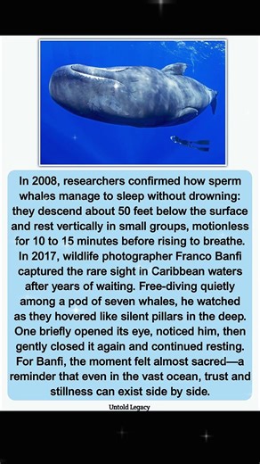 Whales Sleep Standing in the Deep, Trusting the Ocean 🌊#OceanMystery #WildlifeWonder #NatureFacts