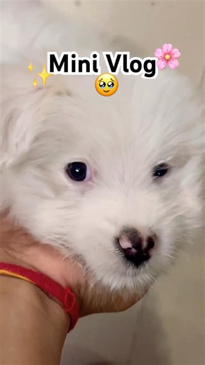 Mini vlog🌸||Day In My Life #shorts #minivlog #shorts #dayinmylife #ytshorts #trending #funny #food