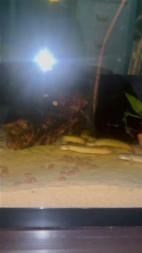 Late Night Bichir Feeding 🐟 I Have Too Many! #aquariumlife #bichir