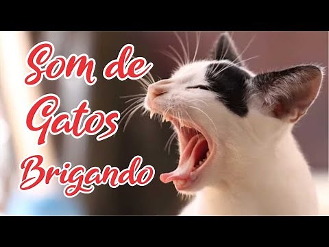 Gatos Brigando som Completo