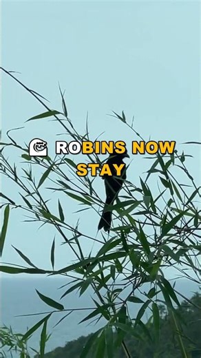 Why Did Robins Change Behavior After 2012?
