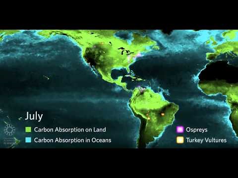 Why Do Birds Migrate? | California Academy of Sciences