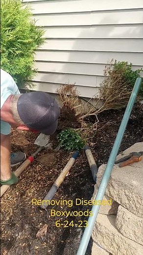 removing diseased and dead boxwoods