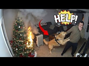 Dogs protect baby and their owners—Heartwarming Moment!