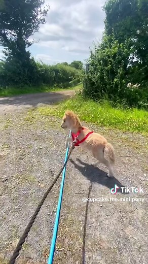 Harnessing Fun: Mini Pony and Dog Adventures