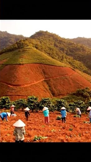 Countryside Life Never Disappoints With Fresh Robusta Coffee