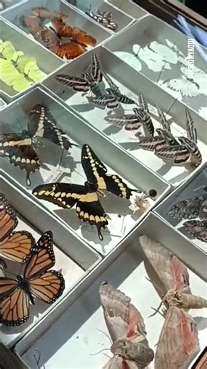 In the Yaqui Valley there is a collection that holds decades of history