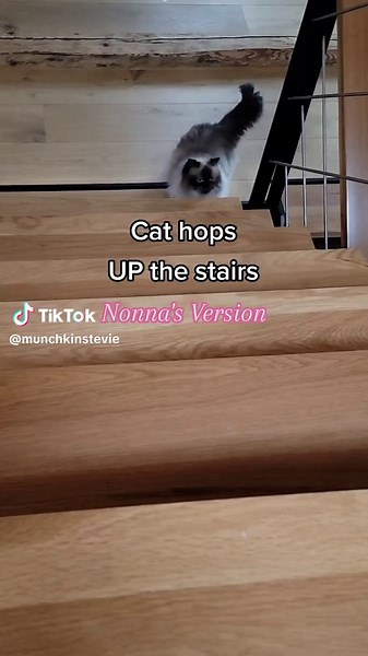 Nonna the Munchkin Cat Hops Up the Stairs | Cute Cat Video