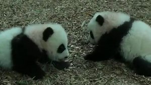 Panda update! Visitors to Zoo Atlanta have had their first view of twin panda cubs born earlier this year... | BBC Breakfast