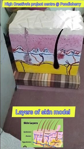 layers of skin 3d model #humanbody skin working model #creativescienceproject #biology #artandcrafts