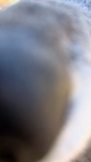 Explore the Life of Chakra: A Grey Wolf Experience