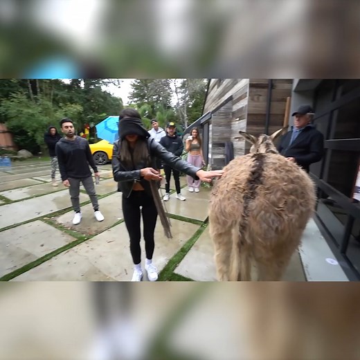 37K views · 566 reactions | Pin The Tail On The (Real) Donkey 藍 | Logan Paul | Facebook