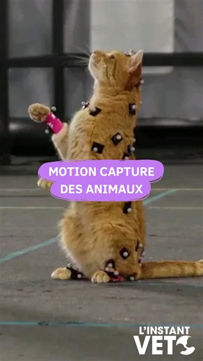 Gaëlle on Instagram: "🔎 Dans les crédits du jeu vidéo Stray, vous pouvez retrouver les noms des chats et des chiens ayant participé au motion capture pour le jeu! Comme des acteurs, leur travail est reconnu 👩🏻‍⚕️ Mais même si votre chat n’est pas le futur Belmondo félin, jouer avec lui en organisant des petits parcours d’agility chez vous est une très bonne idée que vous pouvez garder de cette vidéo"