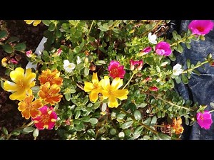 How to Care, pruning and Propagating Portulaca/Moss rose