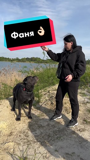 Enjoying Outdoor Adventures with a Black Dog