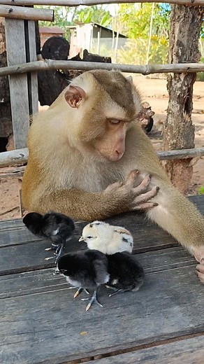 Lovely animal SokYaa,OG, To To And Mom Are Famous & Amazing | Primitive Cooking | Facebook