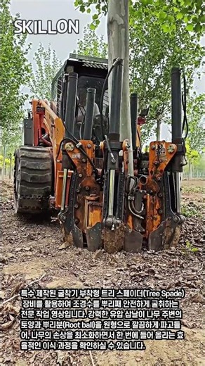 중장비로 나무 뿌리째 한 번에 뽑는 방법 #worker #process #machinery #landscaping #treespade