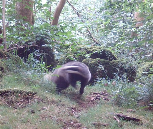 lookingforbadgers | *The badger community when we realise cubs have started to be born!* There's no guarantee that our clan will have any cubs this year, but... | Instagram