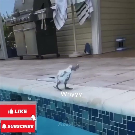 Flotation device 😂🤣