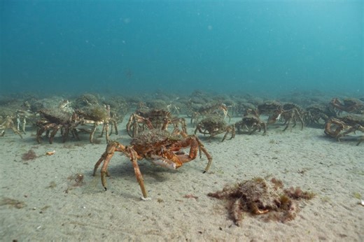 “It’s not over yet.” Filmmakers deployed a robot crab into the sea. How the other crabs reacted was extraordinary | Discover Wildlife