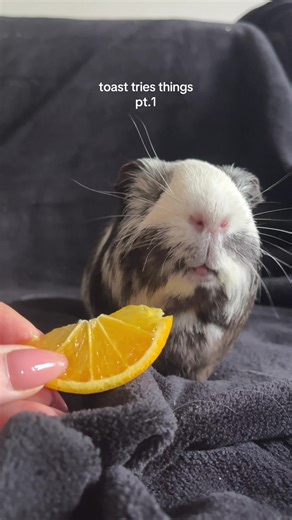 Exploring New Flavors for Guinea Pigs