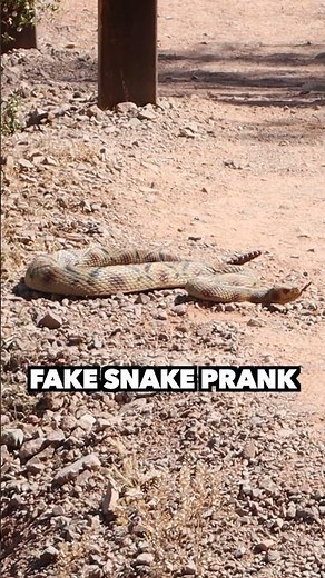 Fake Snake Prank! 🐍
