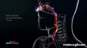 Visualization Of Airflow Through The Human Respiratory System on Make a GIF