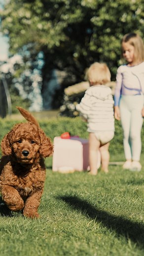 Gemma Atkinson on Instagram: "You sent another Angel because you knew i needed one. Thank you Norman & Ollie 🐶 🐶 Let the fun begin with Benji ❤️"